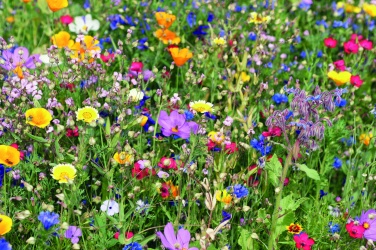 Logo trade promotional products image of: Mix flowerseeds disc