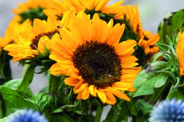 Logotrade promotional giveaway image of: Sunflower seeds in envelope