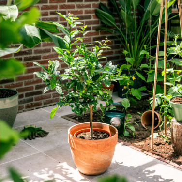 Logo trade promotional merchandise image of: Treemore Letterbox Trees Kaffir Lemon