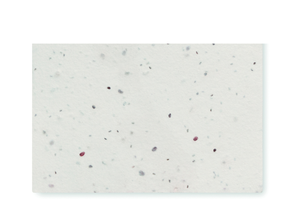 Logotrade promotional gifts photo of: Wildflower seed business card.