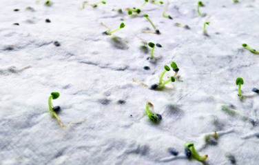 Logotrade advertising product image of: Wildflower seed business card.