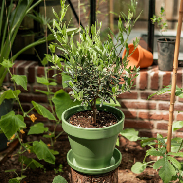 Logotrade ärikingi foto: Treemore Letterbox Trees Olive